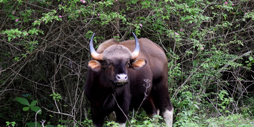 A majestic bison grazing in the lush greenery of Bandipur National Park