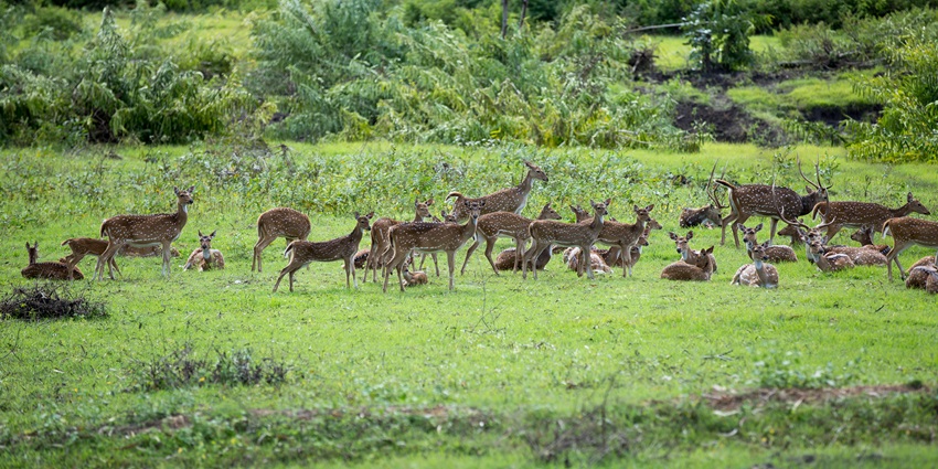 A picture of Bandipur National Park’s vast landscapes and rich wildlife in Masinagudi