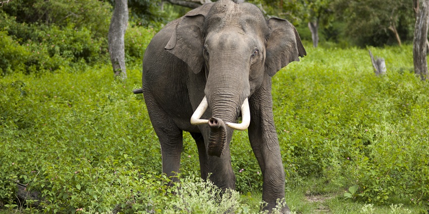 Image of an elephant in Bandipur National Park - places to visit in April near Bangalore