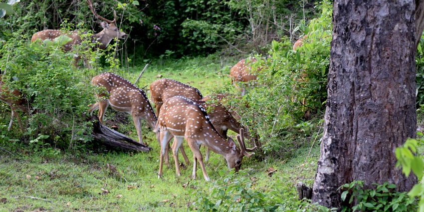 Bandipur offers wildlife safaris and serene nature walks for couples.