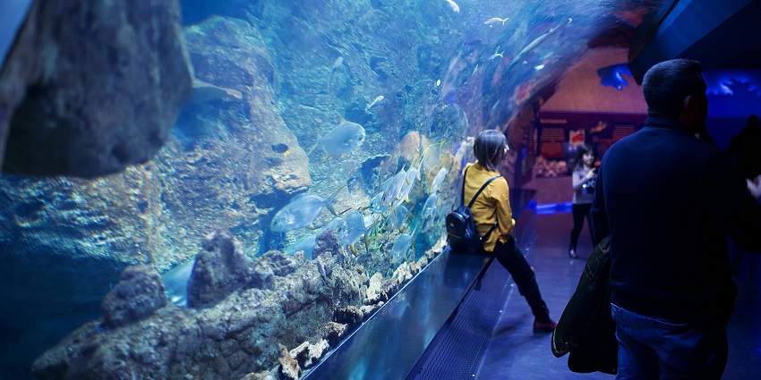A woman standing near the aquarium with fishing swimming in the tank behind