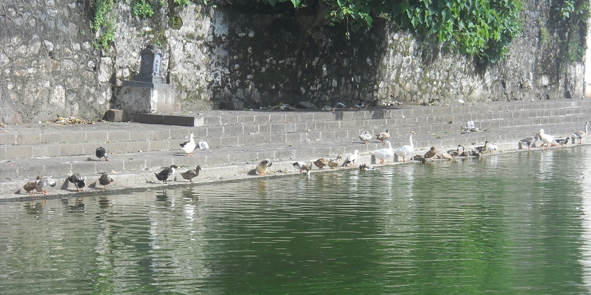 Banganga Talav is a famous water tank in Mumbai, surrounded by lush trees and birds.