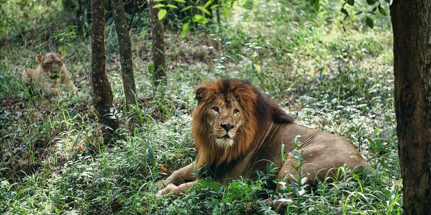 Bannerghatta Biological Park, a must-visit place for children in Bangalore to enjoy.