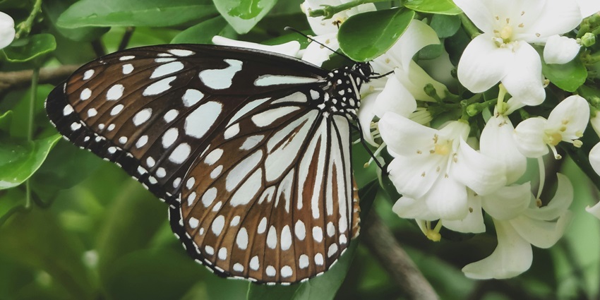 Bannerghatta Butterfly Park is one of the most unique places to visit in Bangalore for couples