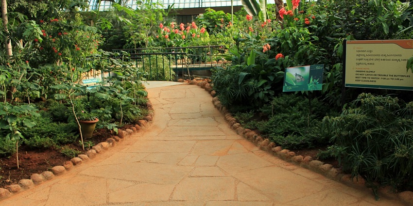 Bannerghatta Butterfly Park, a serene haven which is home to vibrant butterflies.