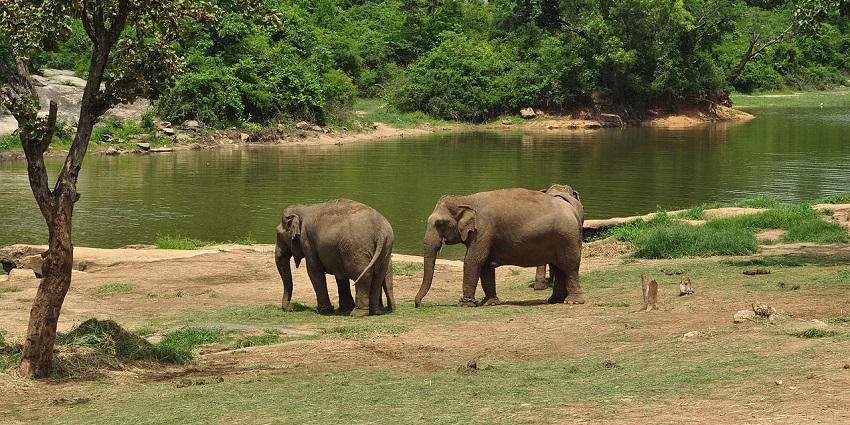 Places to visit in January near Bangalore include Bannerghatta National Park with safaris and diverse flora.