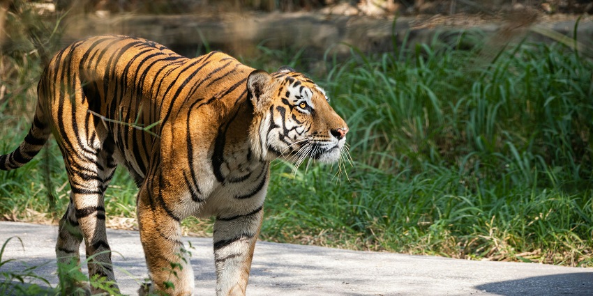 Bengal Tiger spotted at Bannerghatta National Park, a place to visit near Lalbagh.