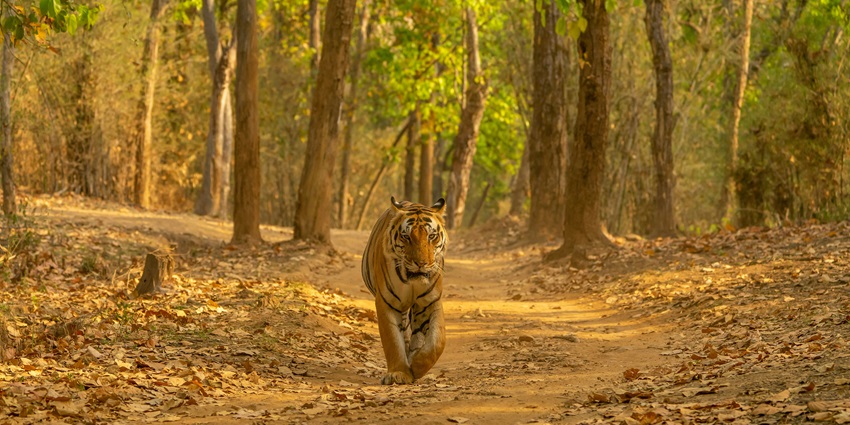 Image of a tiger roaming around in the meadows Bannerghatta National Park