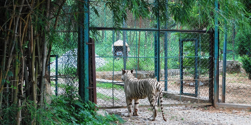 Bannerghatta National Park is a popular tourist destination for its wildlife and safaris.
