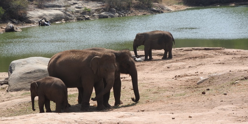 A pride of elephants roaming around a scenic pond at a national park in Bangalore