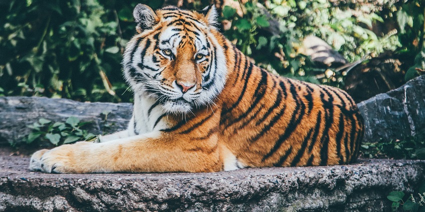 A tiger spotted at the Bannerghatta National Park, a tourist attraction in Karnataka.