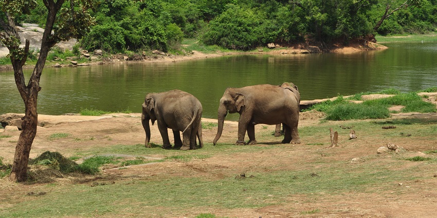 Two elephants inside the verdant landscapes of Bannerghatta National Park