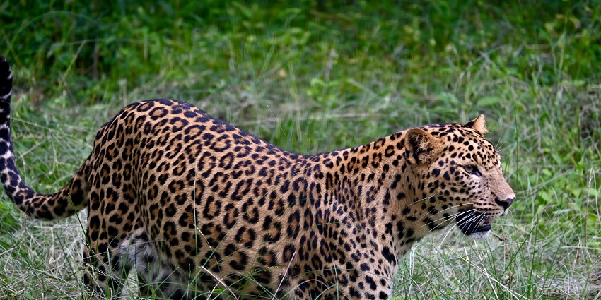 Wildlife at Bannerghatta Park, a place to visit near Bangalore within 200 km for all.