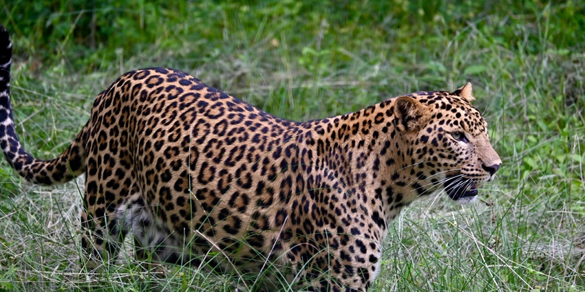 An image of a Leopard shot from Bannerghatta National Park, Bengaluru during a safari.