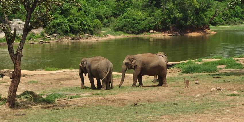 View of a herd of elephants walking in the Bannerghatta National Park