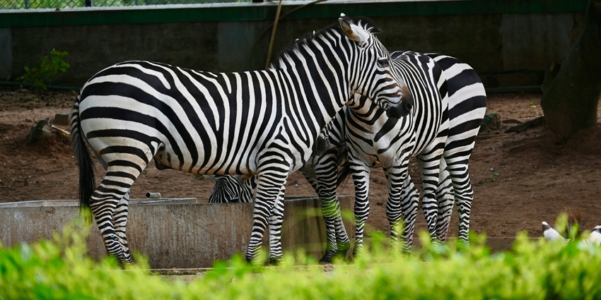 Zebras at Bannerghatta Park - one of the places to visit near Bangalore with Family.