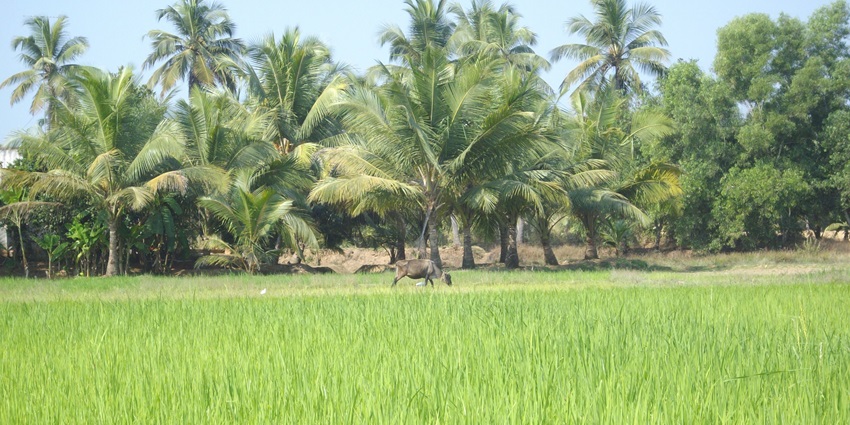 Lush green cultivated paddy fields in Barkur, with a serene rural landscape.