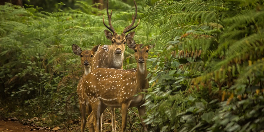 Deers sighted during safari in Barnawapara Wildlife Sanctuary during the daytime.