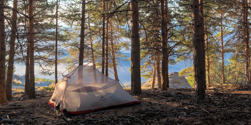 A tent is located on the ground between tall green trees whose top cover is transparent
