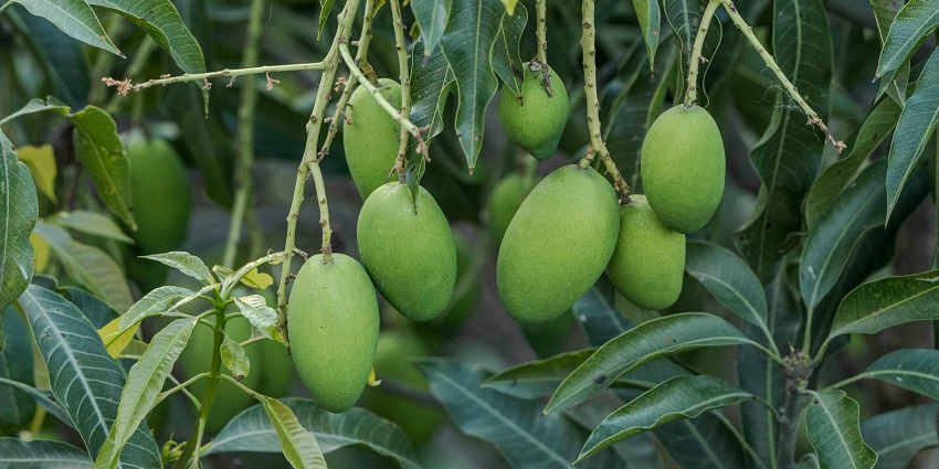 Belapur Mango Garden is one of the top spots for relaxation and exploration in the area.