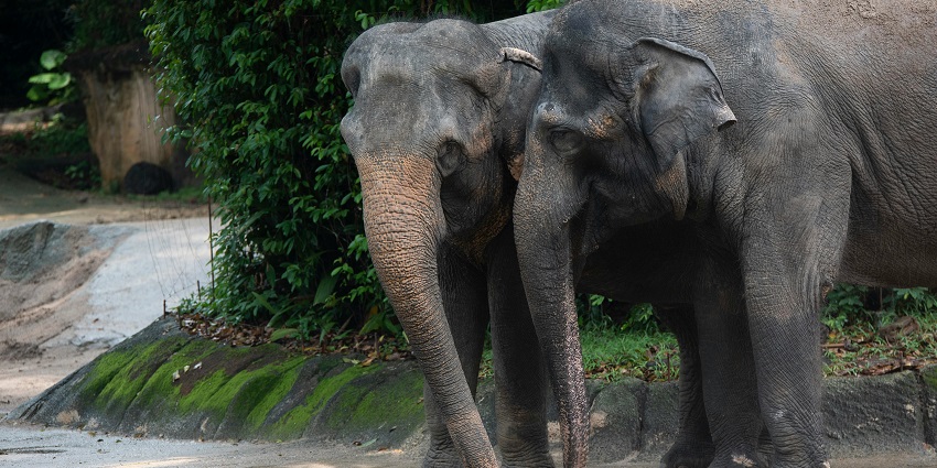 Graceful elephant pair captured in the heart of a thriving wildlife sanctuary.