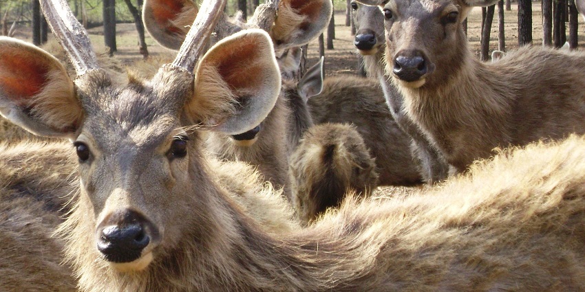 Sambhar deer at the Yawal Wildlife Sanctuary, a treasure of biodiversity and adventure.