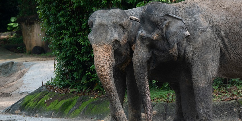 Elephant duo enjoying a peaceful day in their natural habitat at a Dnyanganga wildlife sanctuary.