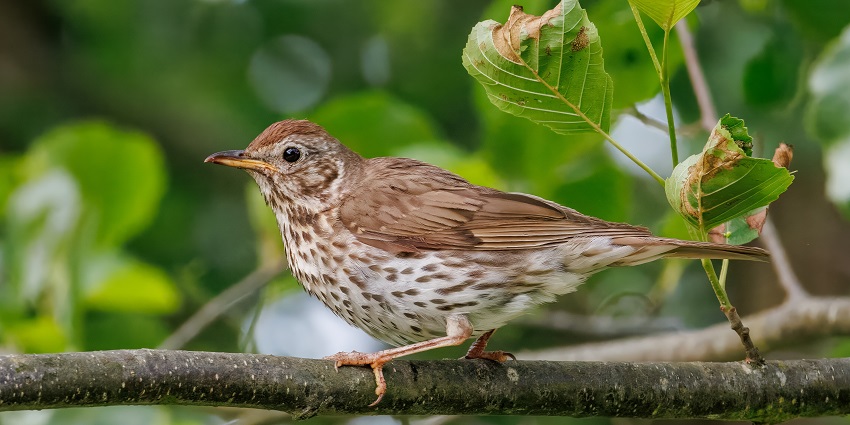 A thrush perched on a tree branch in a dense forest, with its feathers visible.
