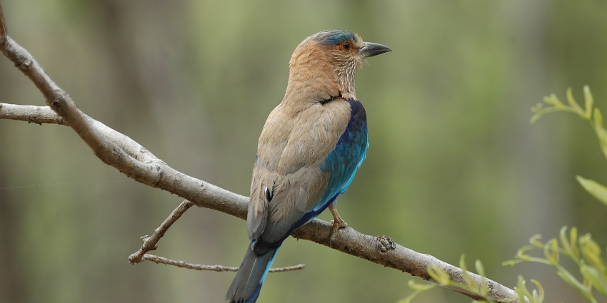 An Indian Roller bird perched on a branch in the wildlife sanctuary on a bright day.