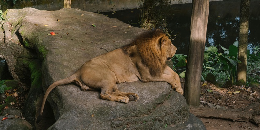An image of a lion resting on a rock and gazing in a lush background in Bali Zoo.