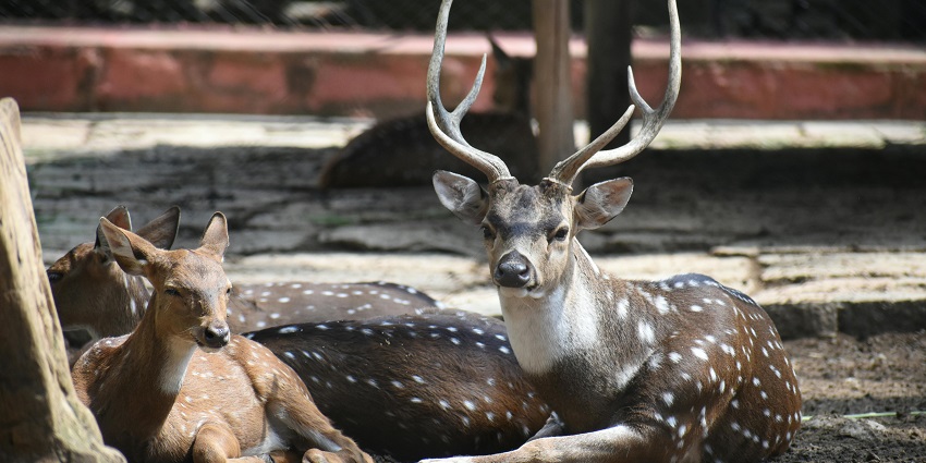 A close-up view of two deer lying down and resting peacefully inside Kuno National Park.