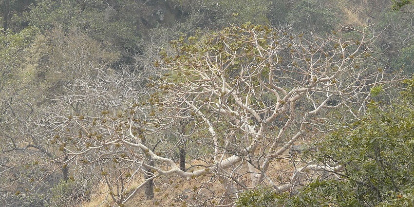 The way to the destination with forests around.