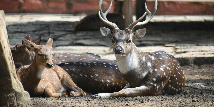 A close-up view of two deer lying down and resting peacefully inside Kuno National Park.