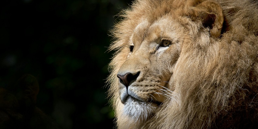 An image of the close-up photography of a big, wild lion in Satpura National Park.