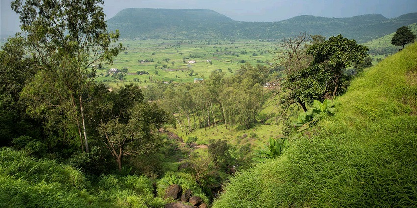 Birds flying in the sky above a lush green tree, creating a peaceful scene.