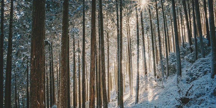 Peaceful forest scene in winter, blanketed in snow, creating a serene atmosphere.