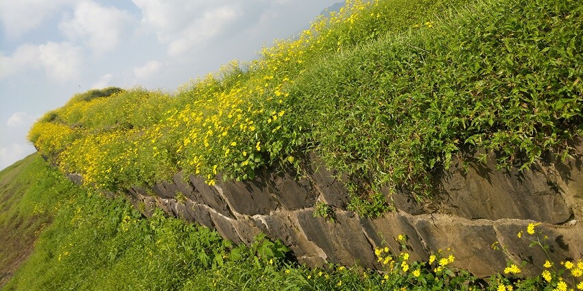 A view of Korigad Fort in featuring its stone walls covered with flowers