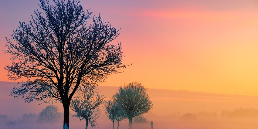 Serene winter dawn shrouded in fog, creating a mystical atmosphere in the landscape.