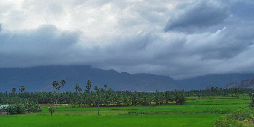 A picturesque and panoramic view of the green paddy fields against a cloudy blue sky.