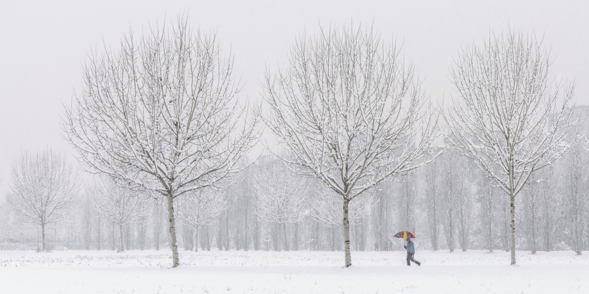 Snow-covered trees in a winter forest, creating a serene and pleasant natural setting.