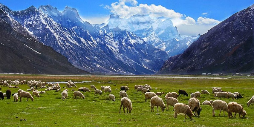 Grazing fields in Rangdum village, surrounded by mountains and lush greenery.