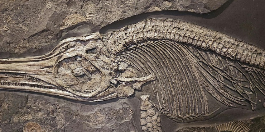 An image of an engraved fossil on a wall in the national park, featuring ancient fossils