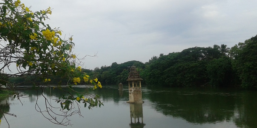 Witnessing spring in Tamil Nadu during a trip to Thirunageswaram Temple.
