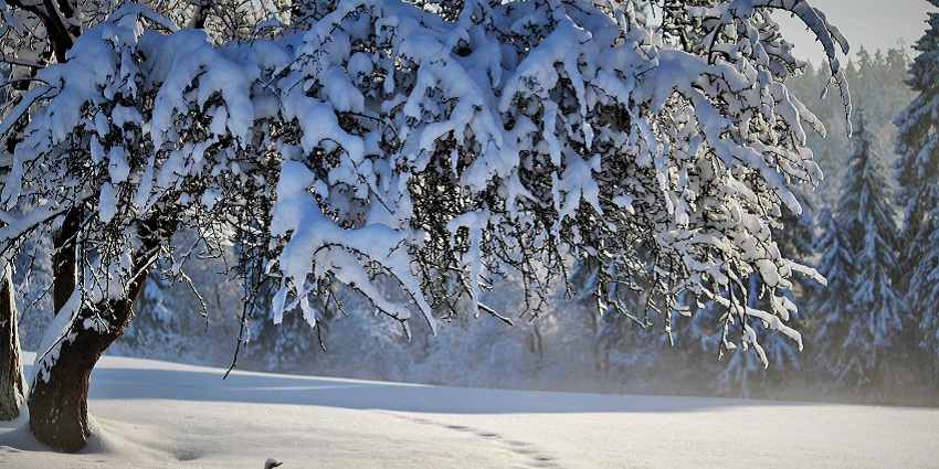 Winter landscape featuring snow-covered trees and a calm, tranquil natural scene.