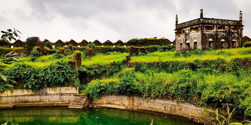 Lush green view trees stand tall in a tranquil forest, showcasing a beautiful view