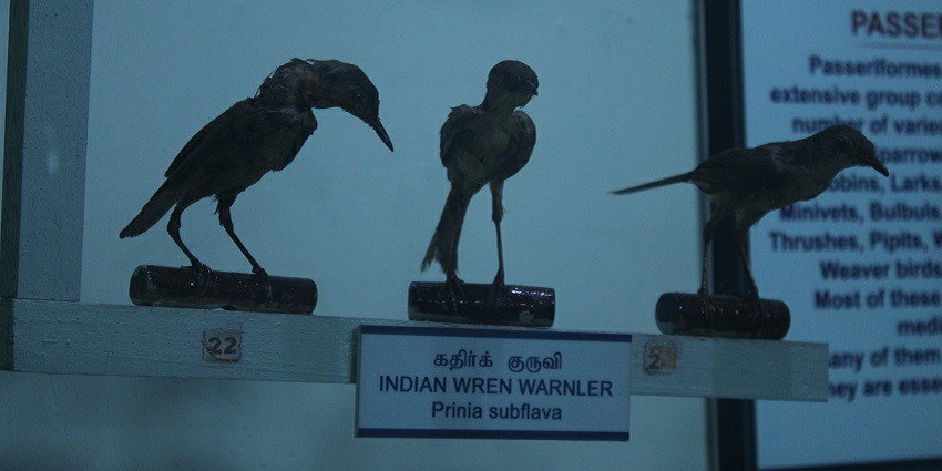 The best time to visit Pudukkottai is between November and February.