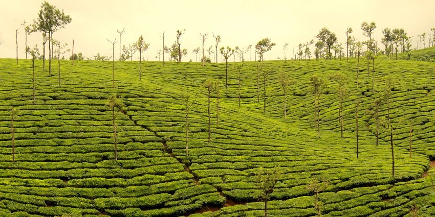 The beautiful estate of Valparai with greenery all around.