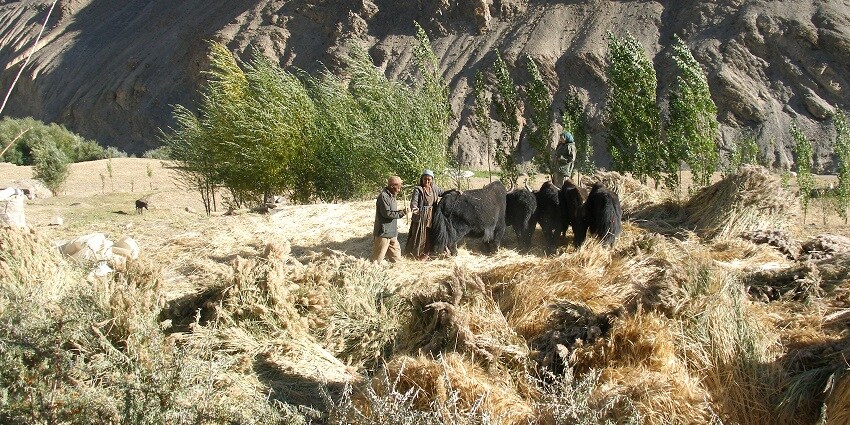 Harvesting near the Turtuk Monastery.