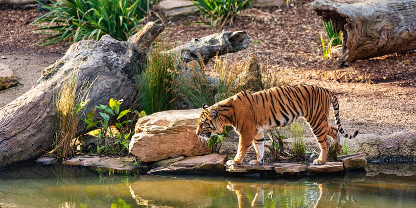An image of the beautiful landscape with a a tiger walking around