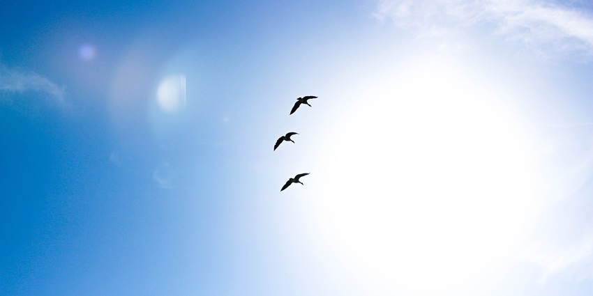 A view of Clear skies and pleasant weather with three flying birds, water park.